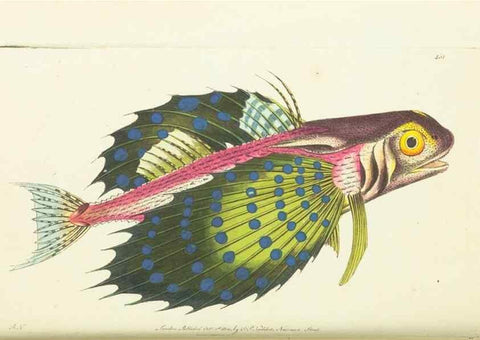 Reproducción/Reproduction 30740654711: The naturalist's miscellany, or Coloured figures of natural objects. London :Printed for Nodder & Co.,1789-1813