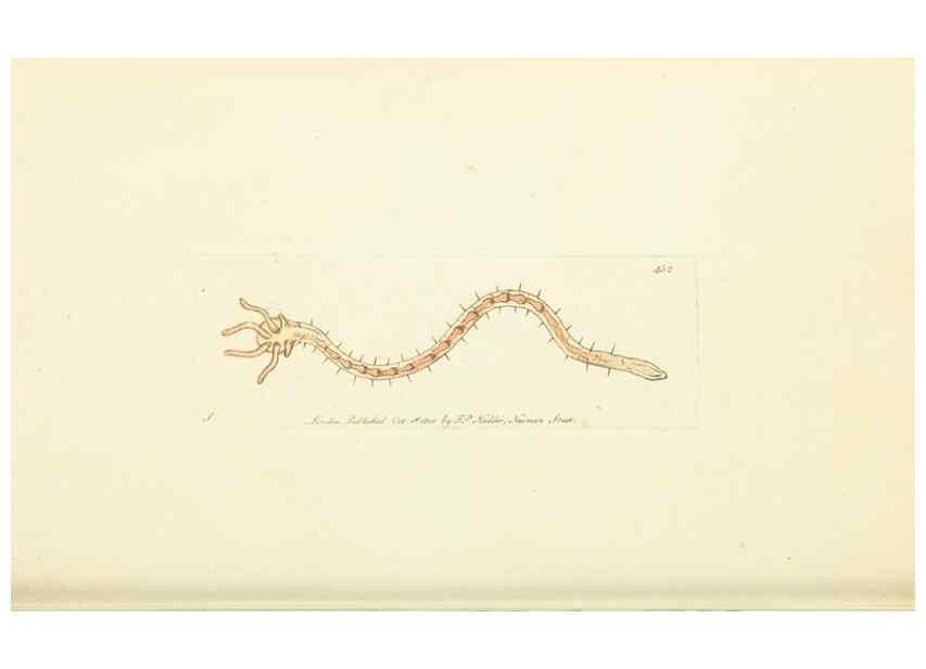 Reproducción/Reproduction 30196861284: The naturalist's miscellany, or Coloured figures of natural objects. London :Printed for Nodder & Co.,1789-1813