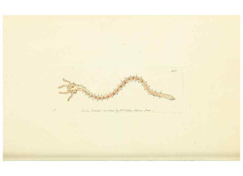 Reproducción/Reproduction 30196861284: The naturalist's miscellany, or Coloured figures of natural objects. London :Printed for Nodder & Co.,1789-1813