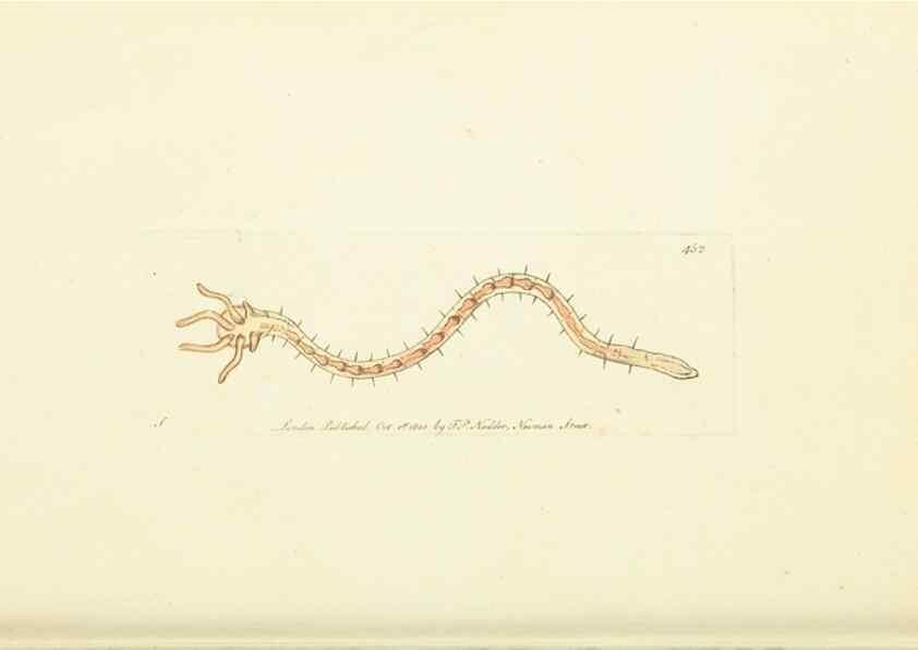 Reproducción/Reproduction 30196861284: The naturalist's miscellany, or Coloured figures of natural objects. London :Printed for Nodder & Co.,1789-1813