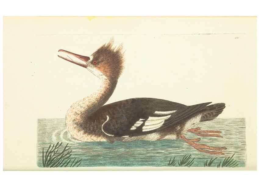 Reproducción/Reproduction 30828570995: The naturalist's miscellany, or Coloured figures of natural objects. London :Printed for Nodder & Co.,1789-1813