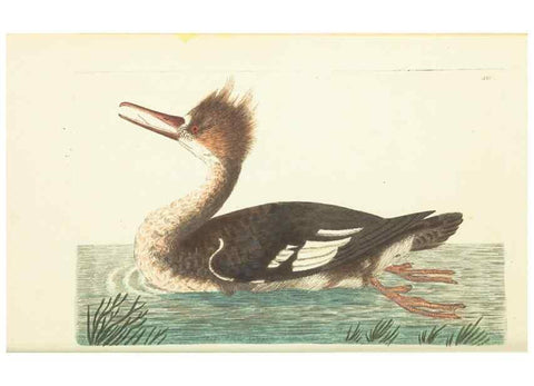 Reproducción/Reproduction 30828570995: The naturalist's miscellany, or Coloured figures of natural objects. London :Printed for Nodder & Co.,1789-1813