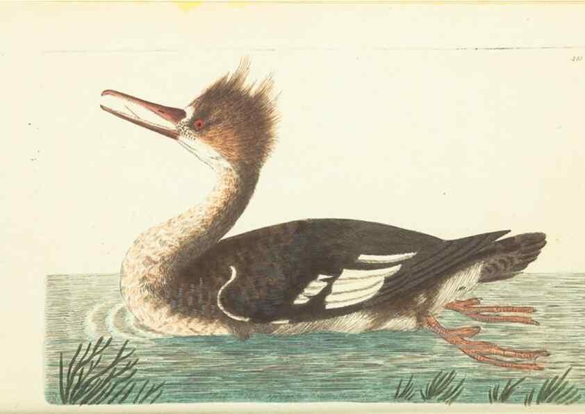 Reproducción/Reproduction 30828570995: The naturalist's miscellany, or Coloured figures of natural objects. London :Printed for Nodder & Co.,1789-1813