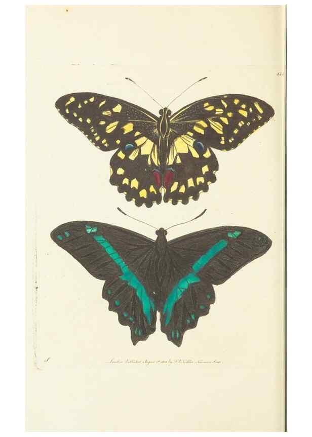 Reproducción/Reproduction 30464598880: The naturalist's miscellany, or Coloured figures of natural objects. London :Printed for Nodder & Co.,1789-1813