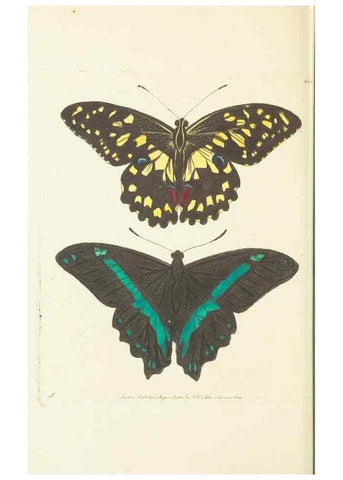 Reproducción/Reproduction 30464598880: The naturalist's miscellany, or Coloured figures of natural objects. London :Printed for Nodder & Co.,1789-1813