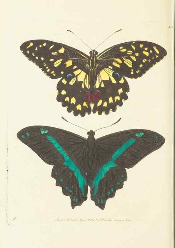Reproducción/Reproduction 30464598880: The naturalist's miscellany, or Coloured figures of natural objects. London :Printed for Nodder & Co.,1789-1813