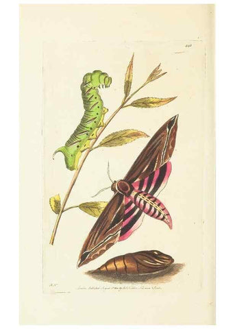 Reproducción/Reproduction 30648593662: The naturalist's miscellany, or Coloured figures of natural objects. London :Printed for Nodder & Co.,1789-1813