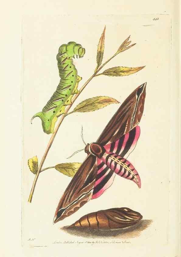 Reproducción/Reproduction 30648593662: The naturalist's miscellany, or Coloured figures of natural objects. London :Printed for Nodder & Co.,1789-1813
