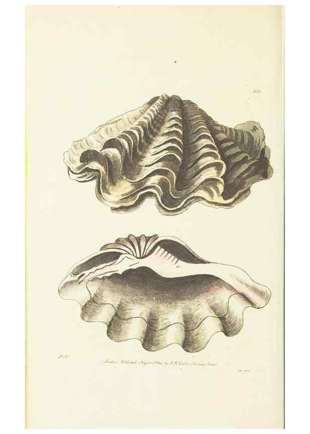Reproducción/Reproduction 30728577936: The naturalist's miscellany, or Coloured figures of natural objects. London :Printed for Nodder & Co.,1789-1813