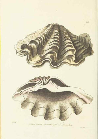 Reproducción/Reproduction 30728577936: The naturalist's miscellany, or Coloured figures of natural objects. London :Printed for Nodder & Co.,1789-1813
