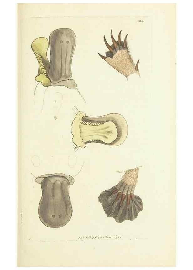 Reproducción/Reproduction 30128870993: The naturalist's miscellany, or Coloured figures of natural objects. London :Printed for Nodder & Co.,1789-1813