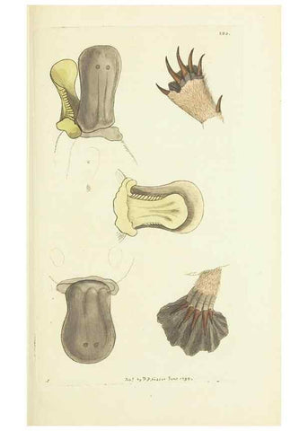 Reproducción/Reproduction 30128870993: The naturalist's miscellany, or Coloured figures of natural objects. London :Printed for Nodder & Co.,1789-1813