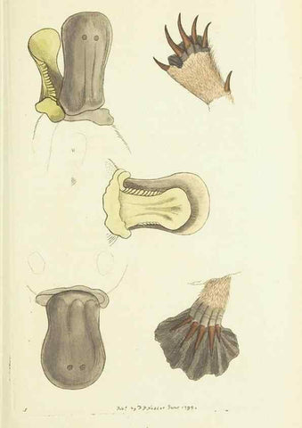 Reproducción/Reproduction 30128870993: The naturalist's miscellany, or Coloured figures of natural objects. London :Printed for Nodder & Co.,1789-1813