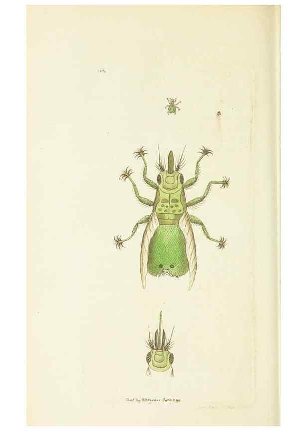 Reproducción/Reproduction 30128872263: The naturalist's miscellany, or Coloured figures of natural objects. London :Printed for Nodder & Co.,1789-1813