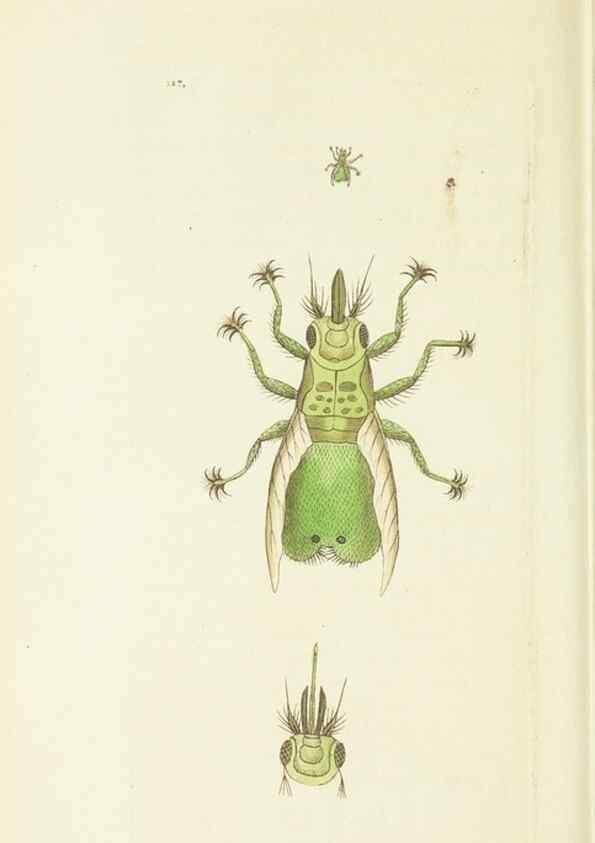 Reproducción/Reproduction 30128872263: The naturalist's miscellany, or Coloured figures of natural objects. London :Printed for Nodder & Co.,1789-1813