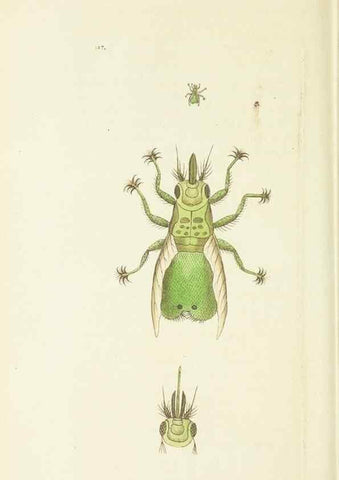 Reproducción/Reproduction 30128872263: The naturalist's miscellany, or Coloured figures of natural objects. London :Printed for Nodder & Co.,1789-1813