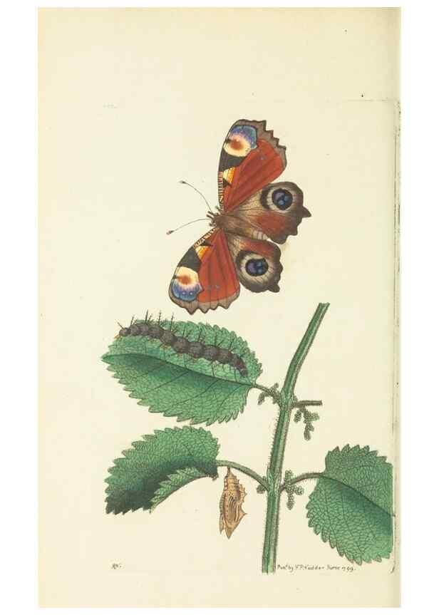 Reproducción/Reproduction 30128873673: The naturalist's miscellany, or Coloured figures of natural objects. London :Printed for Nodder & Co.,1789-1813