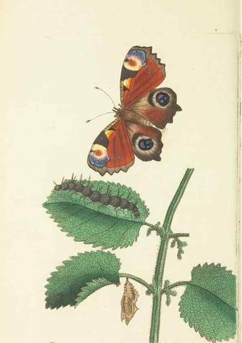 Reproducción/Reproduction 30128873673: The naturalist's miscellany, or Coloured figures of natural objects. London :Printed for Nodder & Co.,1789-1813