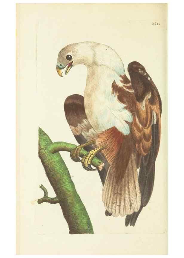 Reproducción/Reproduction 30128874983: The naturalist's miscellany, or Coloured figures of natural objects. London :Printed for Nodder & Co.,1789-1813