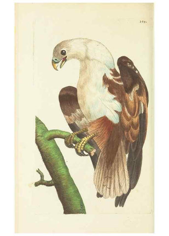 Reproducción/Reproduction 30128874983: The naturalist's miscellany, or Coloured figures of natural objects. London :Printed for Nodder & Co.,1789-1813