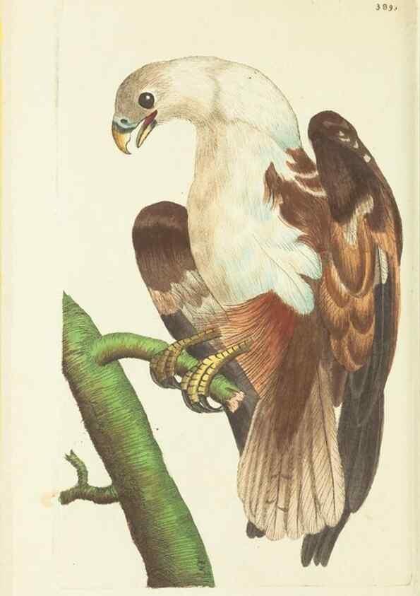 Reproducción/Reproduction 30128874983: The naturalist's miscellany, or Coloured figures of natural objects. London :Printed for Nodder & Co.,1789-1813