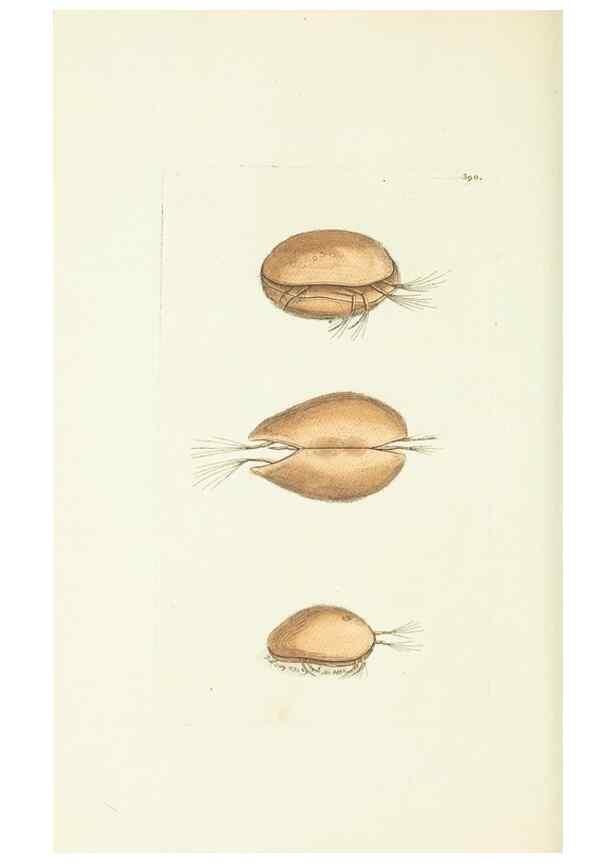 Reproducción/Reproduction 30128876173: The naturalist's miscellany, or Coloured figures of natural objects. London :Printed for Nodder & Co.,1789-1813