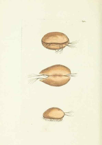 Reproducción/Reproduction 30128876173: The naturalist's miscellany, or Coloured figures of natural objects. London :Printed for Nodder & Co.,1789-1813