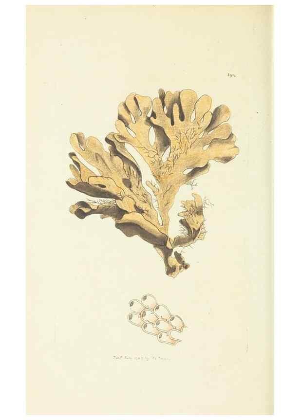 Reproducción/Reproduction 30128877453: The naturalist's miscellany, or Coloured figures of natural objects. London :Printed for Nodder & Co.,1789-1813