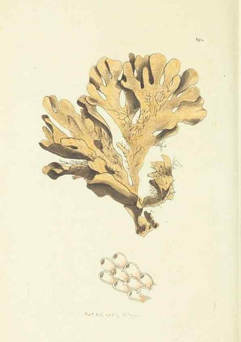Reproducción/Reproduction 30128877453: The naturalist's miscellany, or Coloured figures of natural objects. London :Printed for Nodder & Co.,1789-1813
