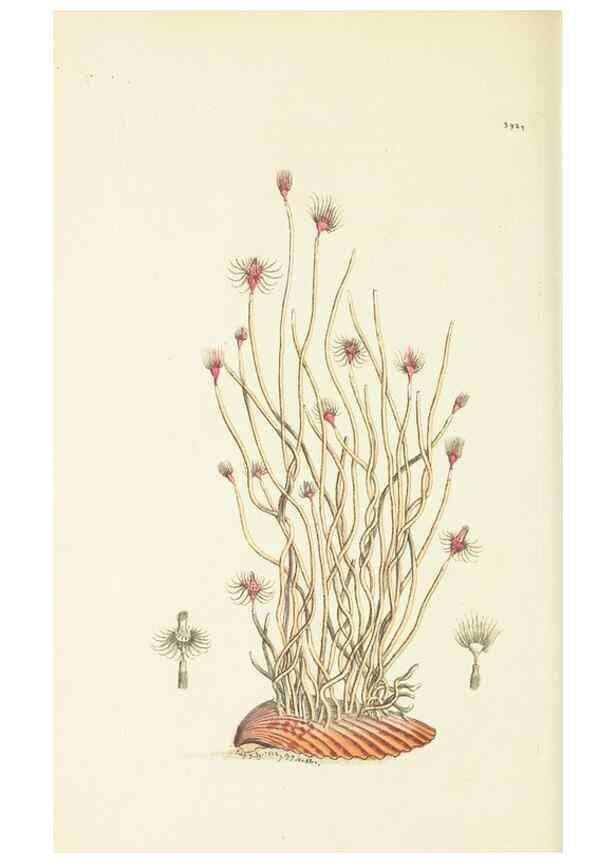 Reproducción/Reproduction 30128878963: The naturalist's miscellany, or Coloured figures of natural objects. London :Printed for Nodder & Co.,1789-1813