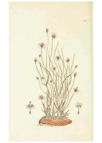 Reproducción/Reproduction 30128878963: The naturalist's miscellany, or Coloured figures of natural objects. London :Printed for Nodder & Co.,1789-1813