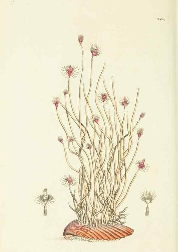 Reproducción/Reproduction 30128878963: The naturalist's miscellany, or Coloured figures of natural objects. London :Printed for Nodder & Co.,1789-1813