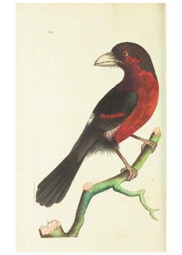 Reproducción/Reproduction 30727529336: The naturalist's miscellany, or Coloured figures of natural objects. London :Printed for Nodder & Co.,1789-1813