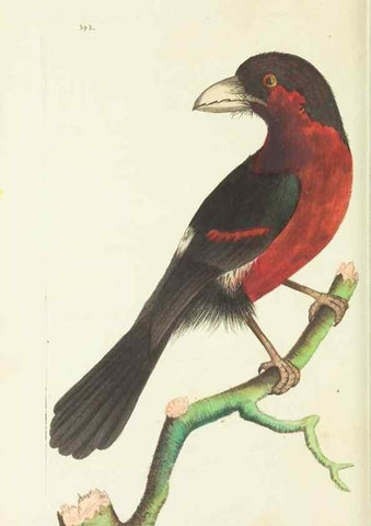 Reproducción/Reproduction 30727529336: The naturalist's miscellany, or Coloured figures of natural objects. London :Printed for Nodder & Co.,1789-1813