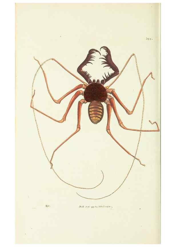 Reproducción/Reproduction 30727532106: The naturalist's miscellany, or Coloured figures of natural objects. London :Printed for Nodder & Co.,1789-1813