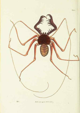 Reproducción/Reproduction 30727532106: The naturalist's miscellany, or Coloured figures of natural objects. London :Printed for Nodder & Co.,1789-1813