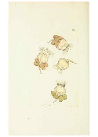 Reproducción/Reproduction 30675994531: The naturalist's miscellany, or Coloured figures of natural objects. London :Printed for Nodder & Co.,1789-1813