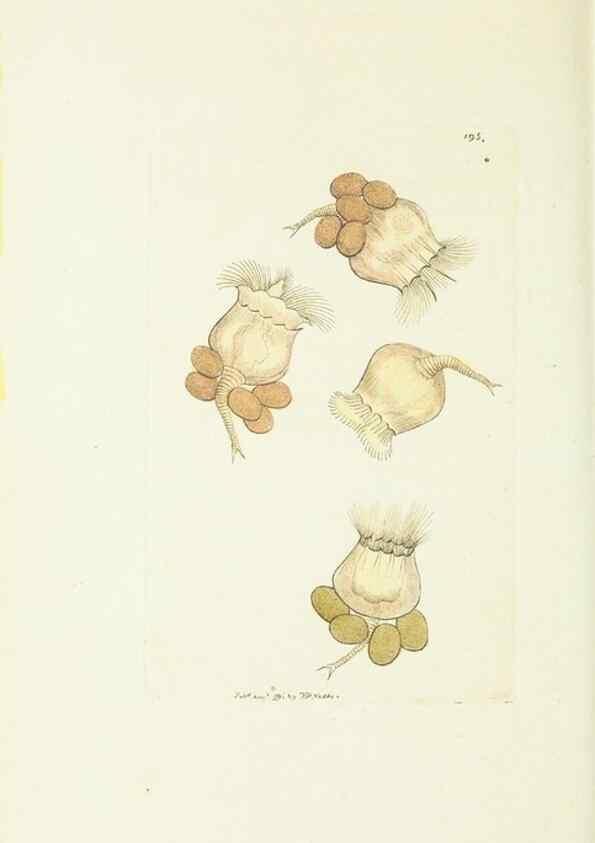 Reproducción/Reproduction 30675994531: The naturalist's miscellany, or Coloured figures of natural objects. London :Printed for Nodder & Co.,1789-1813