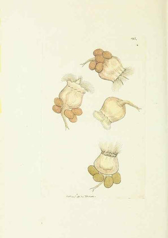 Reproducción/Reproduction 30675994531: The naturalist's miscellany, or Coloured figures of natural objects. London :Printed for Nodder & Co.,1789-1813