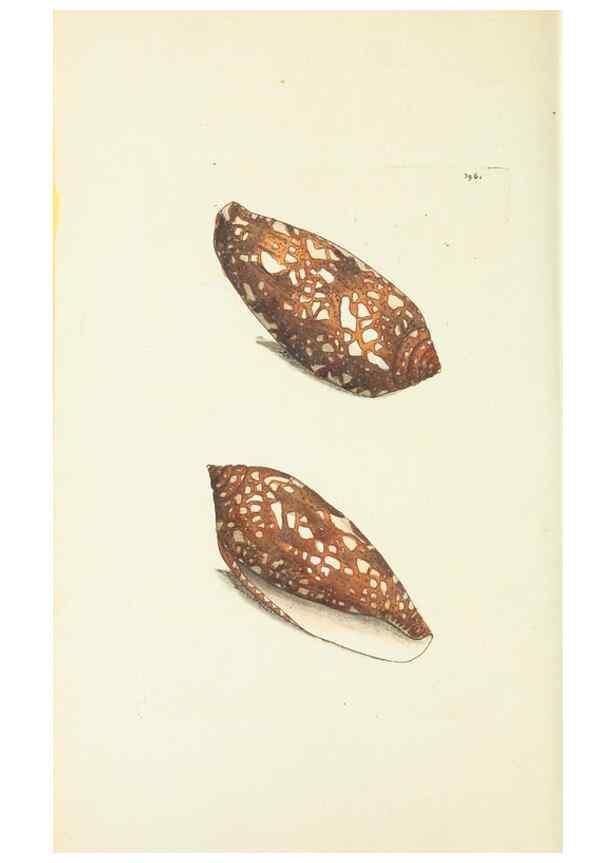 Reproducción/Reproduction 30675996041: The naturalist's miscellany, or Coloured figures of natural objects. London :Printed for Nodder & Co.,1789-1813