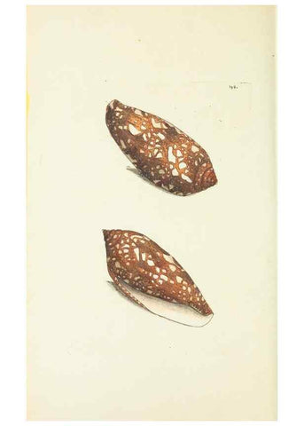 Reproducción/Reproduction 30675996041: The naturalist's miscellany, or Coloured figures of natural objects. London :Printed for Nodder & Co.,1789-1813