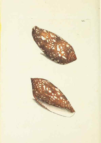 Reproducción/Reproduction 30675996041: The naturalist's miscellany, or Coloured figures of natural objects. London :Printed for Nodder & Co.,1789-1813