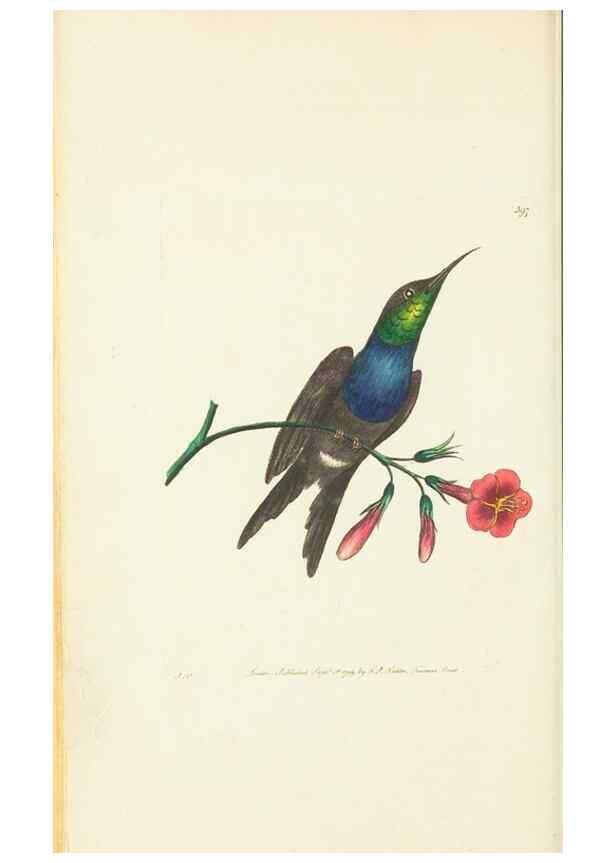 Reproducción/Reproduction 30129850163: The naturalist's miscellany, or Coloured figures of natural objects. London :Printed for Nodder & Co.,1789-1813