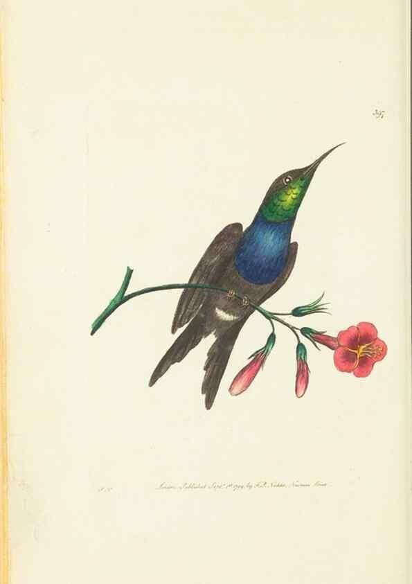 Reproducción/Reproduction 30129850163: The naturalist's miscellany, or Coloured figures of natural objects. London :Printed for Nodder & Co.,1789-1813