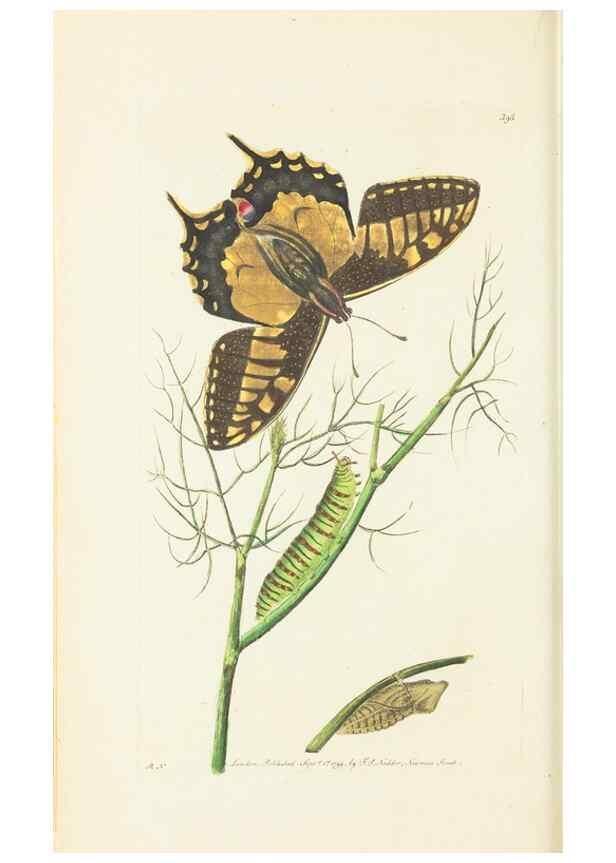 Reproducción/Reproduction 30129852253: The naturalist's miscellany, or Coloured figures of natural objects. London :Printed for Nodder & Co.,1789-1813