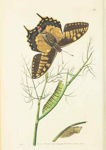 Reproducción/Reproduction 30129852253: The naturalist's miscellany, or Coloured figures of natural objects. London :Printed for Nodder & Co.,1789-1813