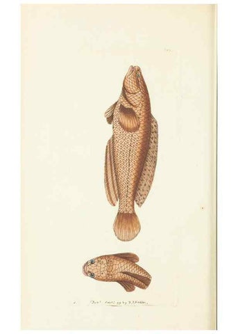 Reproducción/Reproduction 30129854423: The naturalist's miscellany, or Coloured figures of natural objects. London :Printed for Nodder & Co.,1789-1813