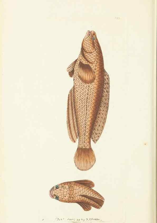 Reproducción/Reproduction 30129854423: The naturalist's miscellany, or Coloured figures of natural objects. London :Printed for Nodder & Co.,1789-1813