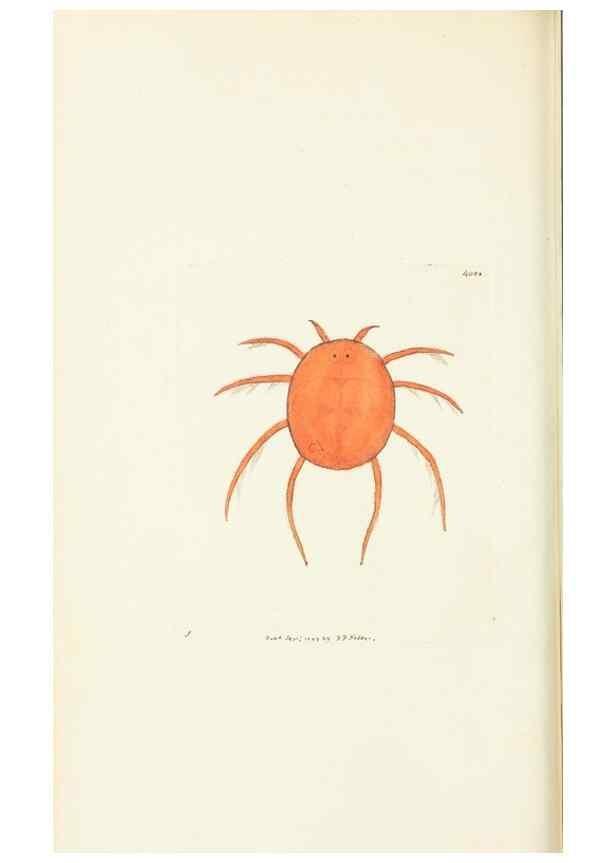 Reproducción/Reproduction 30648536052: The naturalist's miscellany, or Coloured figures of natural objects. London :Printed for Nodder & Co.,1789-1813