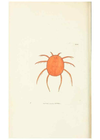 Reproducción/Reproduction 30648536052: The naturalist's miscellany, or Coloured figures of natural objects. London :Printed for Nodder & Co.,1789-1813